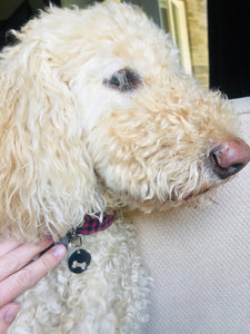 My Pet-bestie and Me necklace and collar tag - It's a Beautiful Life Boutique 